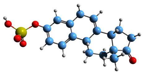  3D image of Equilin sulfate skeletal formula - molecular chemical structure of estrogen sex hormone isolated on white background
