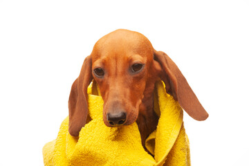 image of dog towel white background