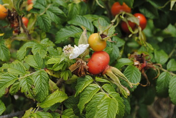 Rosa rugosa beach plum. Wild beach rose done blooming, turned to fruit.