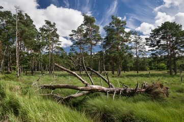 Offene Flächen im Schnaakenmoor Hamburg Rissen