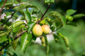 green apples hanging on a branch on a sunny day