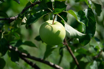 green apple hanging on a branch on a sunny day