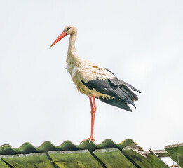 The stork bird stands on the roof