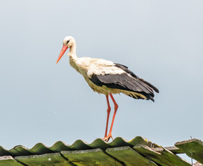 The stork bird stands on the roof
