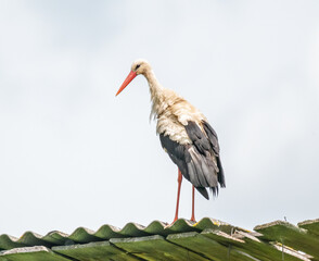 The stork bird stands on the roof