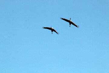 Cranes are flying high in the sky.