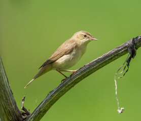 Beautiful bird sits on the grass
