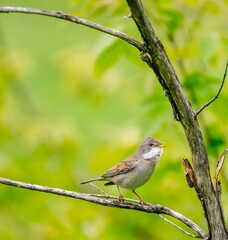 Beautiful bird sits on the grass