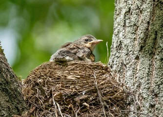 thrush chicks sit in the nest