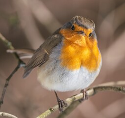 Robin bird sits on a tree branch