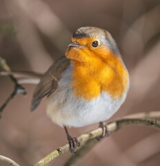 Robin bird sits on a tree branch