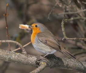 Robin bird sits on a tree branch with bread in its beak