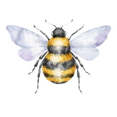 Bee on white background. Animal illustration.
