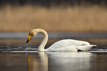 whooper swan © Jacek