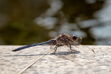 The dragonfly sits on the edge of the pond. Macro. Selective focus.