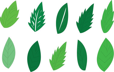 set of green leaves vector illustrator