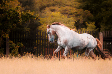 stallion gallop