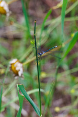 damselfly on stem