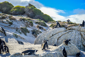 African cape or jackass penguin colony at boulders beach in Simon's town cape town