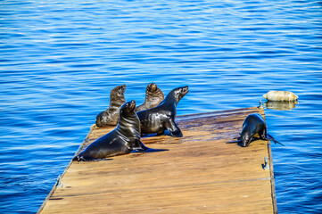 Cape fur seal family in V&A waterfront