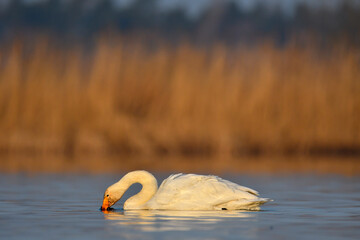 whooper swan  © Jacek