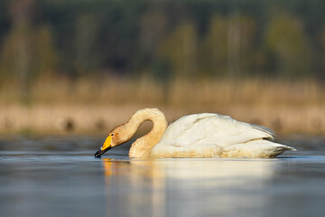 whooper swan © Jacek