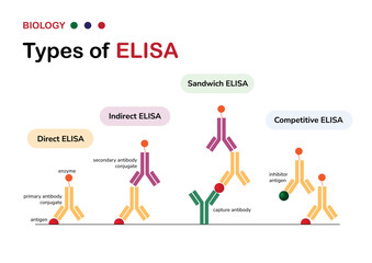 Molecular Biology diagram present type of the enzyme-linked immunosorbent assay or ELISA - obrazy, fototapety, plakaty
