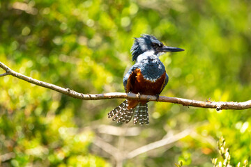 Ringed Kingfischer (Martin Pescador) Latin Name: Megaceryle torquata. Rio Maullin. Chile