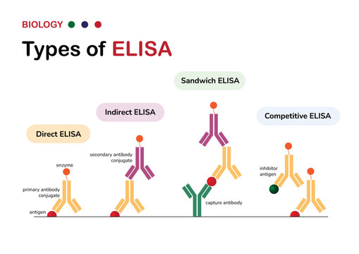 diagrama de elisa directo