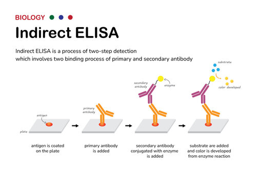Biological diagram explain process of indirect ELISA as the two step detection of antibody and antigen