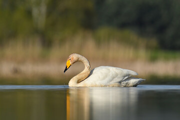 whooper swan © Jacek