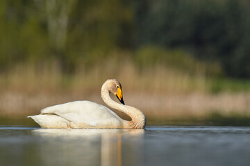 whooper swan © Jacek