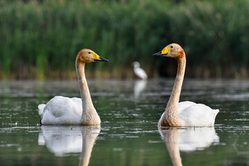 whooper swan © Jacek