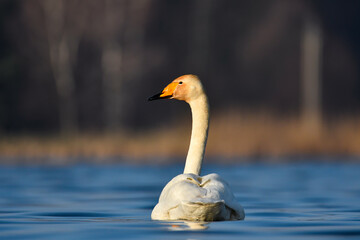 whooper swan © Jacek