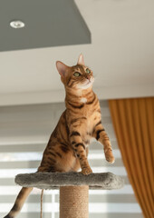 A Bengal cat sits on top of a scratching post.