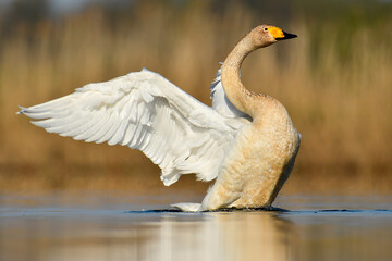 whooper swan © Jacek