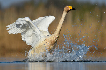 whooper swan © Jacek
