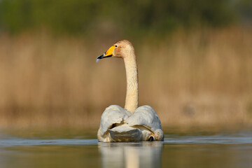 whooper swan © Jacek