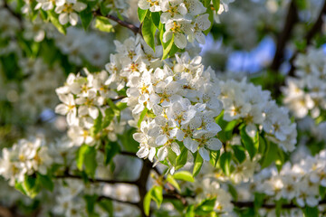 Beautiful blooming pear tree branches with white flowers growing in a garden. Spring nature background.