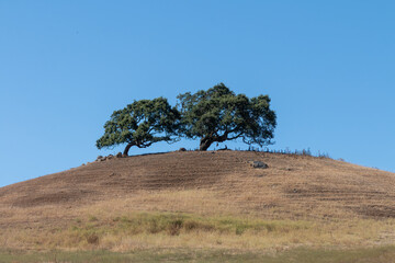 Obraz premium 2 California live oak tree stand tall on the cress of a hill. Branches and green leavings are growing up. A golden colored grass hilly field is below them. A blue sky is behind them.
