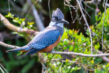 Ringed Kingfischer (Martin Pescador) Latin Name: Megaceryle torquata. Rio Maullin. Chile