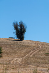 A skinny tall tree is at the top of a hill. A hilly golden dry grass is in front and a blue sky is in the background. a dirt road is going up the hill and to the right of the tree.