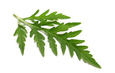 Fresh common Ragweed leaf (Ambrosia artemisiifolia) isolated on white 
