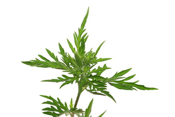 Fresh common Ragweed (Ambrosia artemisiifolia) isolated on white 