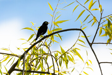 Spectacled Tyrant (Run Run) Latin Name: Hymenops perspicillatus