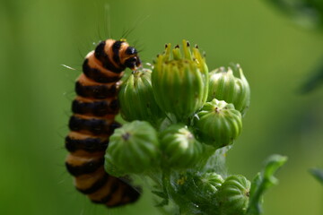 Cinnabar moth caterpillar, Kilkenny, Ireland