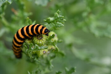 Cinnabar moth caterpillar, Kilkenny, Ireland