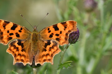 Comma (Polygonia c-album) butterfly, Kilkenny, Ireland