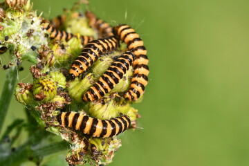 Cinnabar moth caterpillar, Kilkenny, Ireland