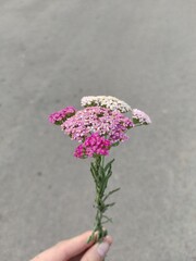 bouquet of flowers in a hand